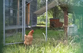 Animaux de l’école